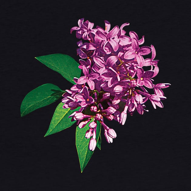Lilacs - Pink Lilac Clusters by SusanSavad